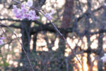 2008/4/6　桜