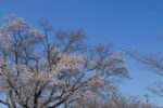 2016年3月　加賀フルーツランドにて。桜。