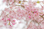 2016年4月　桜