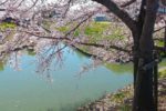 平成 最後の4月に、桜とともに